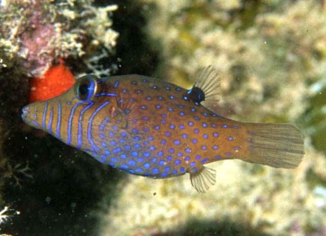  Canthigaster pygmaea (Pygmy Toby)